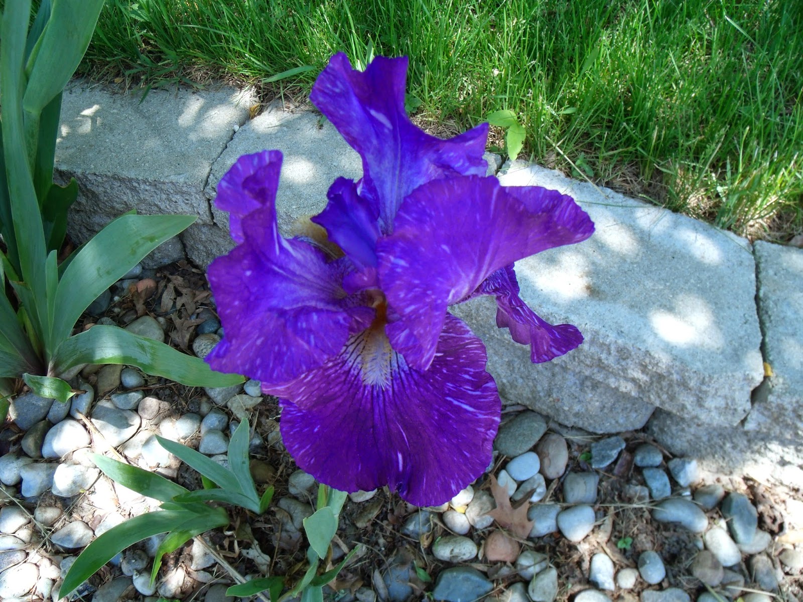 Gear Acres at Top of the Hill My irises are looking good, too