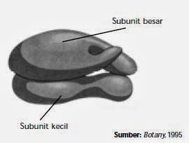 Subunit besar dan subunit kecil pada ribosom Subunit besar dan subunit kecil pada ribosom