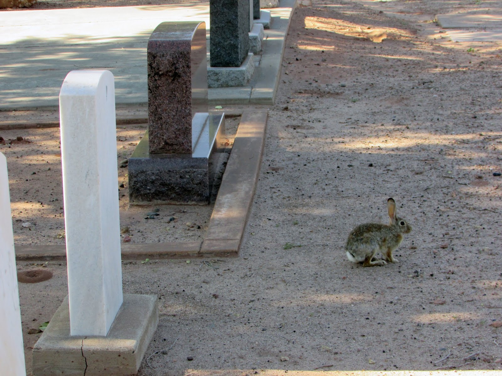 Photography Holbrook Cemetery