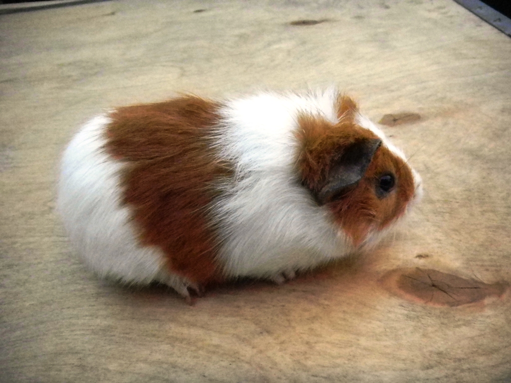 TobyFarm Pet Farm Tips and Care: Update on Tow only Baby