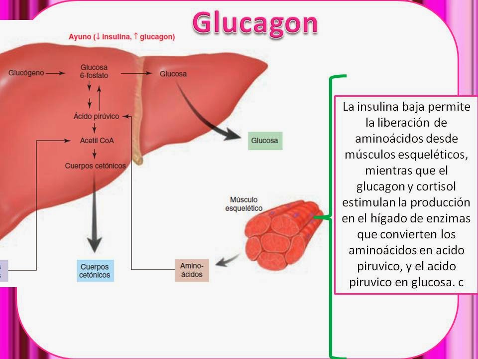 Blog de Fisiología Médica de Noemí Aidé López Castro enero 2014