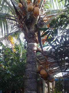 ANEKA JENIS BUAH KELAPA industri berupa pohon batang lurus dari jenis famili Palmae ANEKA JENIS BUAH KELAPA