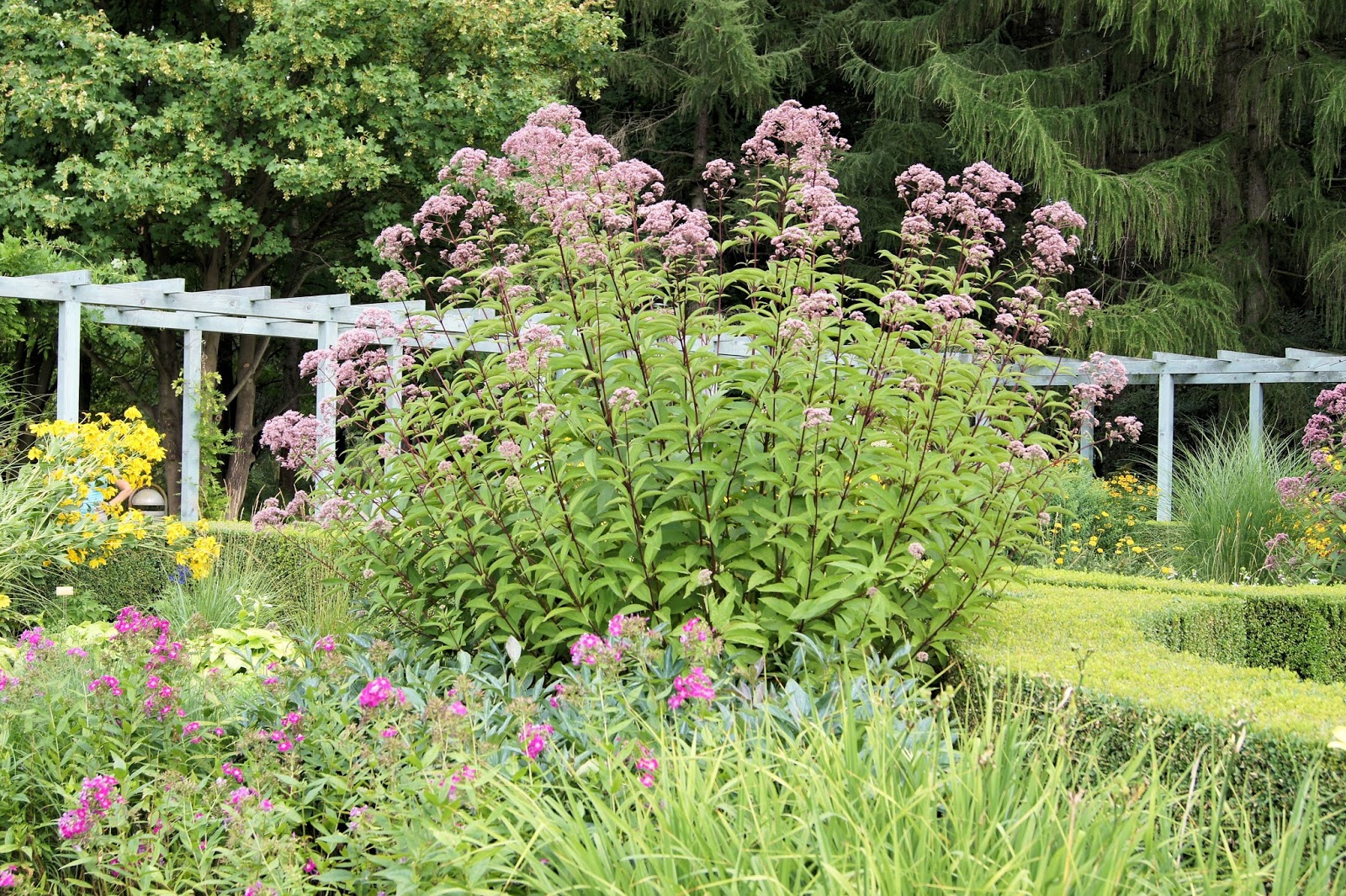 Fotos Gärten der Welt 3. Teil Karl Foerster Staudengarten