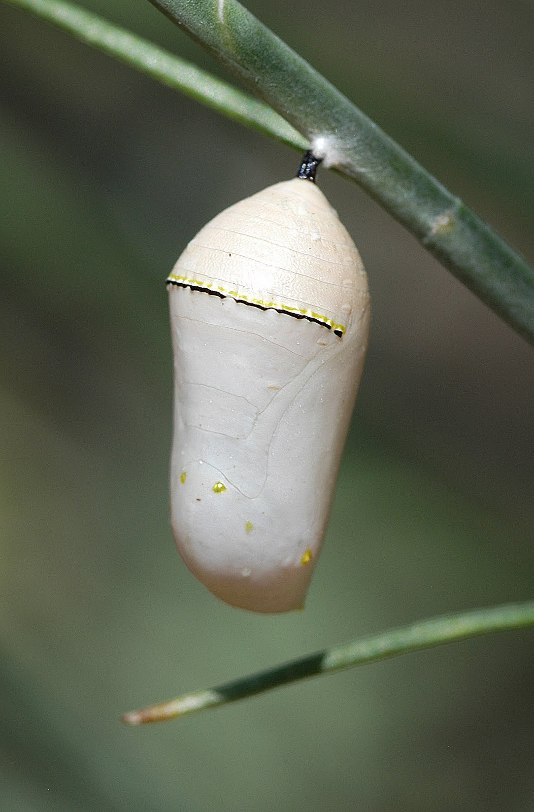 Suburban Naturalist November 2011