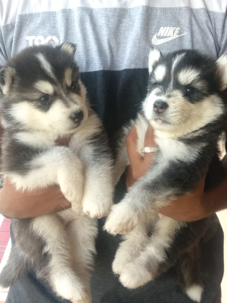 Top Dog Breeders in Bangalore India at Best Price Yourdogbreedsinfo