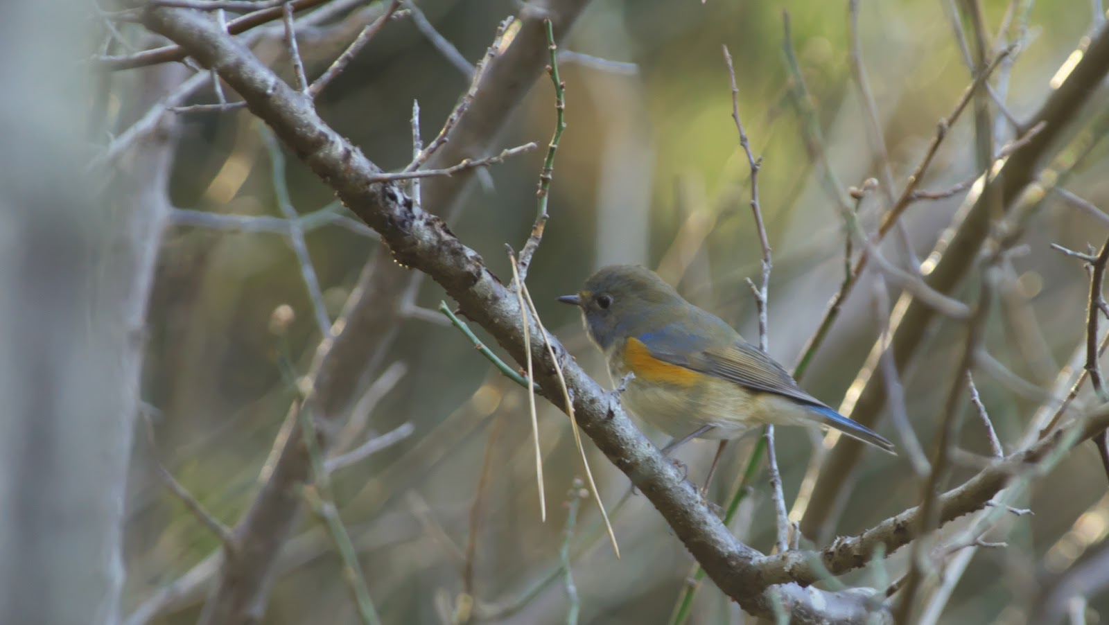 なぜ平日の名前に「フェア」を使うのでしょうか?