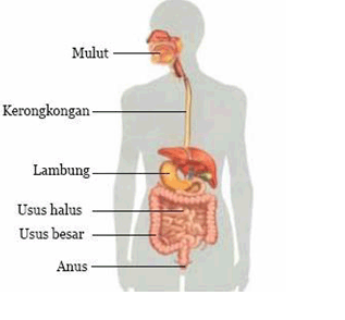 28+ Pencernaan Makanan Pada Manusia PNG