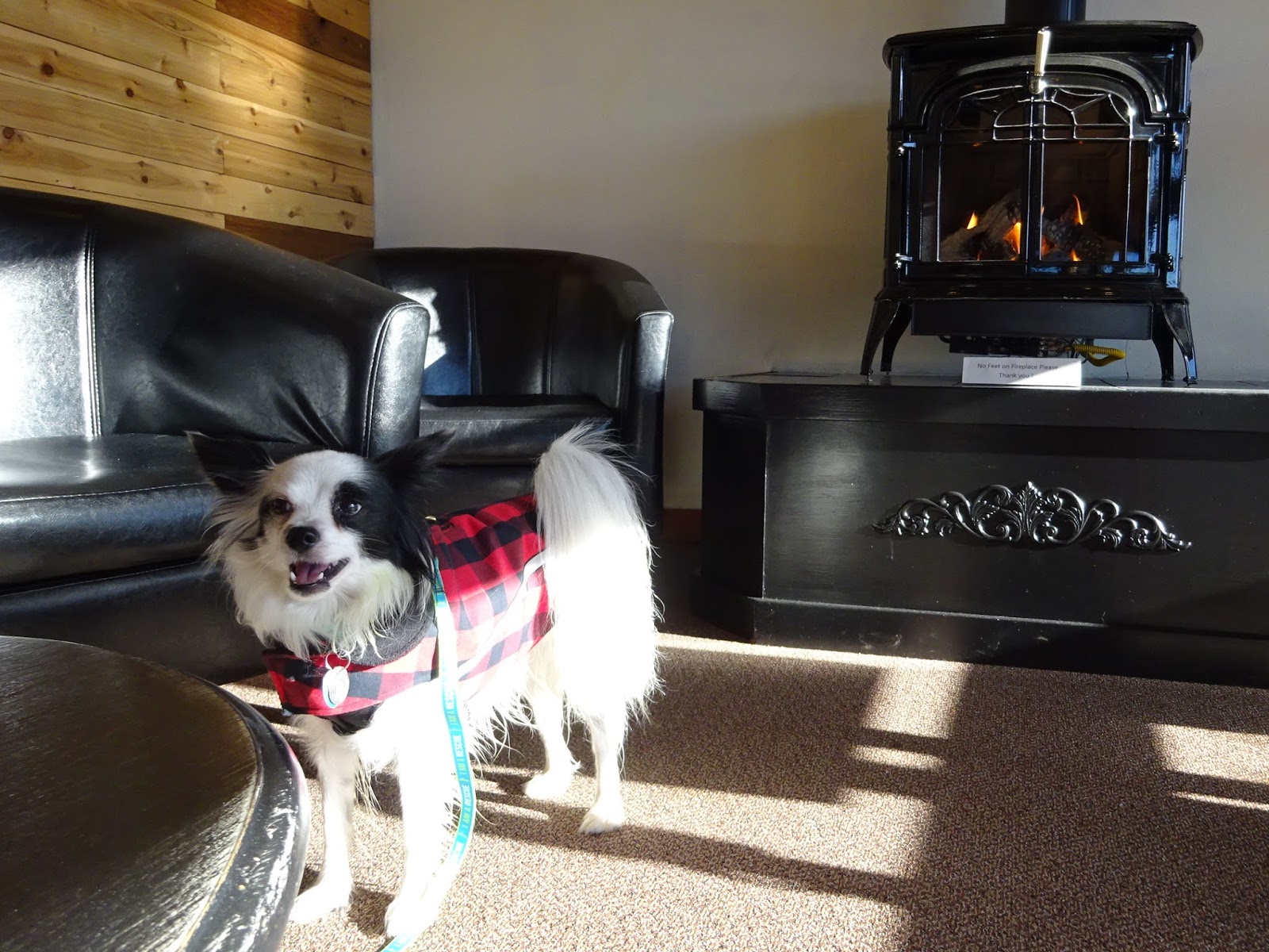 キットと歩こ シアトル いろいろ ストリート 二匹目の運命の犬 ネバーエンディングストーリー