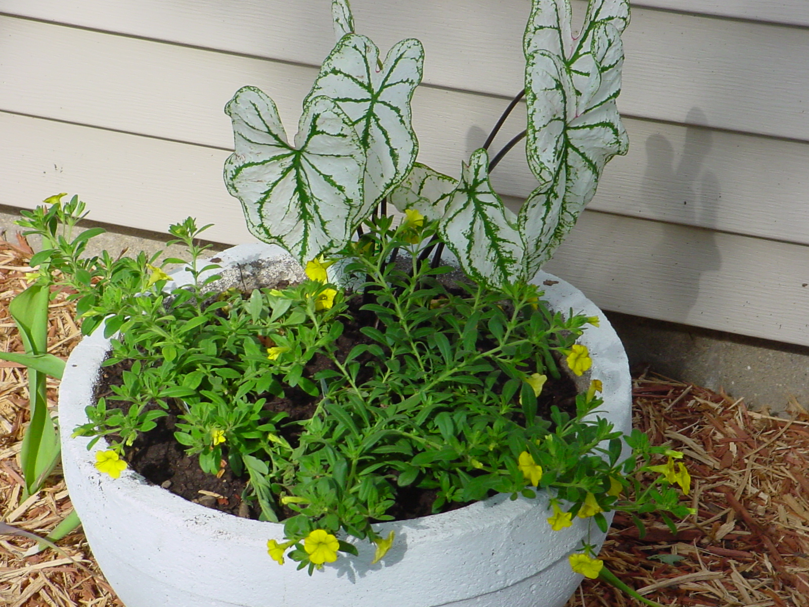 Tulip Tree Suburban Homestead in Central Illinois potted plants