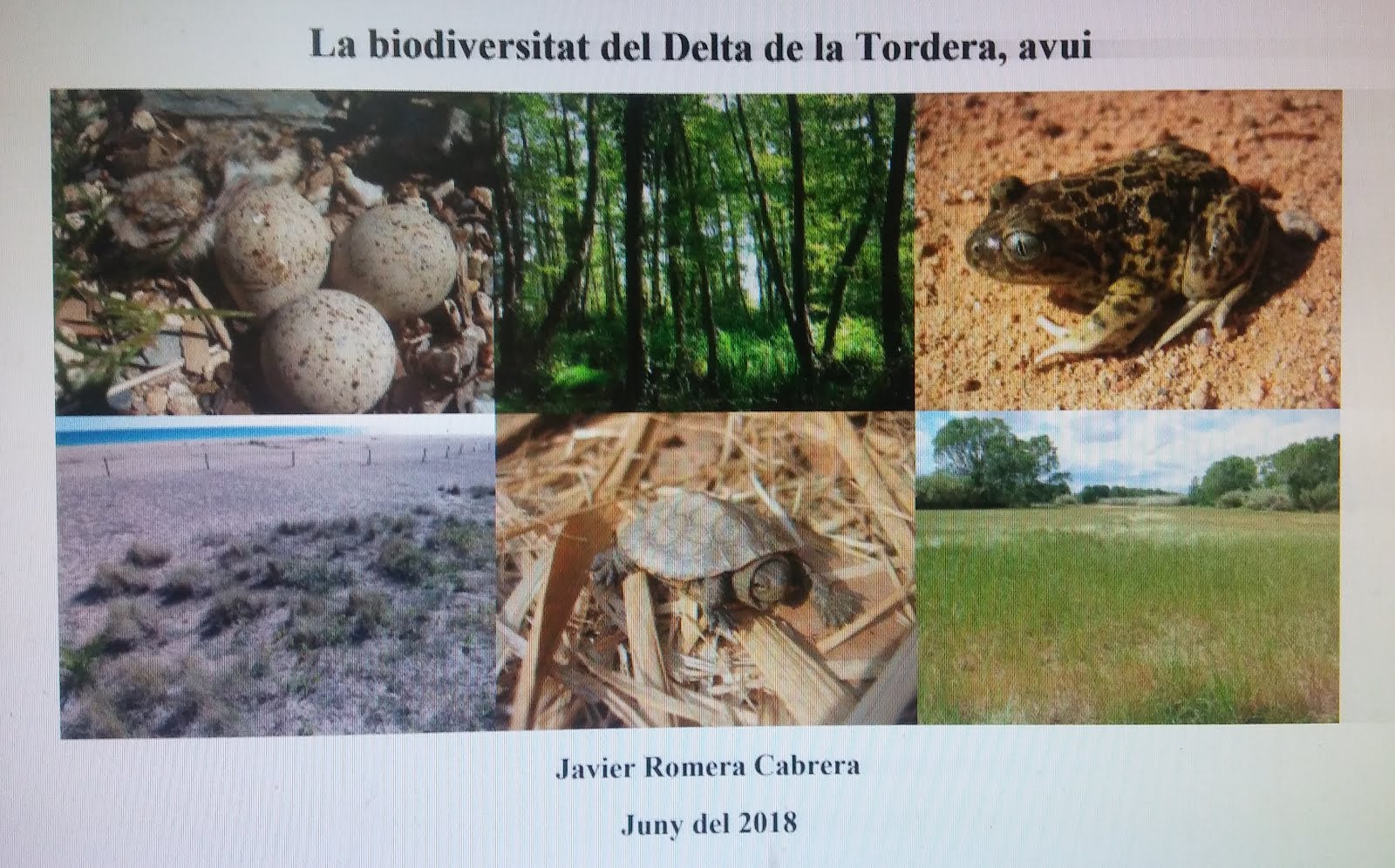 La biodiversitat del Delta de la Tordera, avui