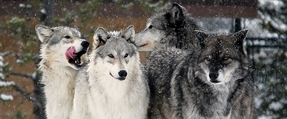Antonio : Manada de lobos