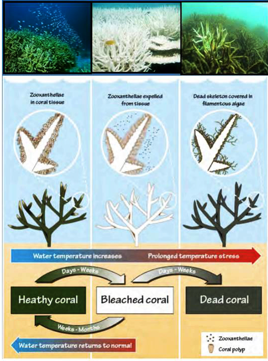 Disebabkan coral oleh bleaching Pemerintah Bangun