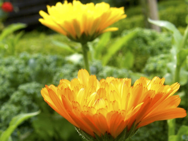 Golden Calendula and Winterbor Kale in the Potager