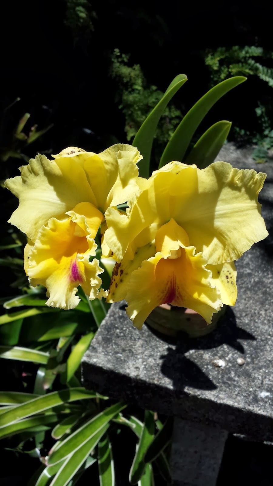 ORQUIDARIO RECREIO : Cultivo de Orquideas e Cattleya Hibrida amarela