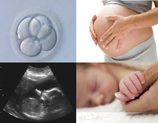 embryo-to-baby-2.jpg