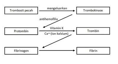 Darah mekanisme pembekuan Inilah Skema