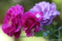 Rose Violette Parfumée