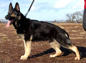 Big German Shepherds: Dark German Shepherd