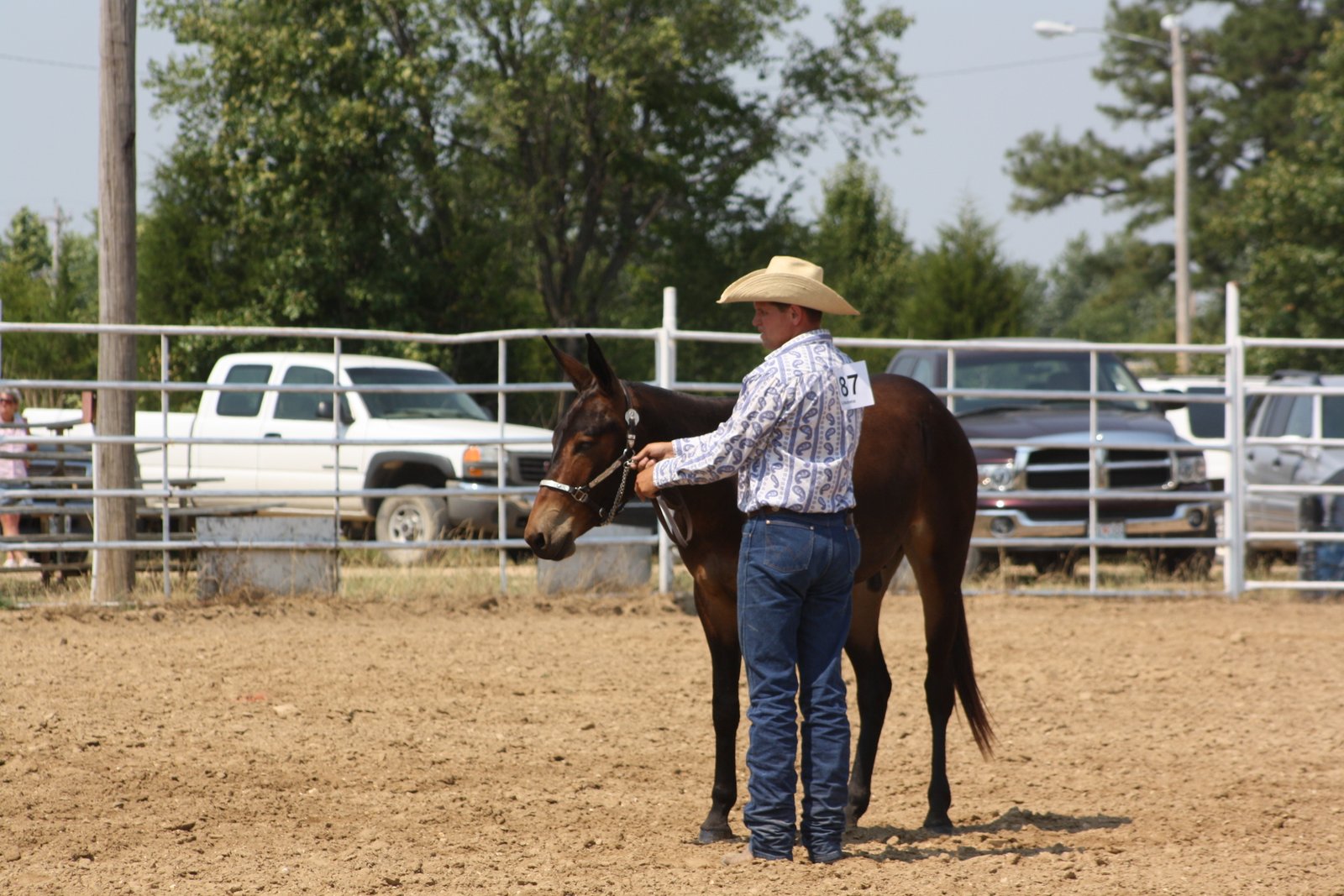 PairADice Mules Cuba Mule Show