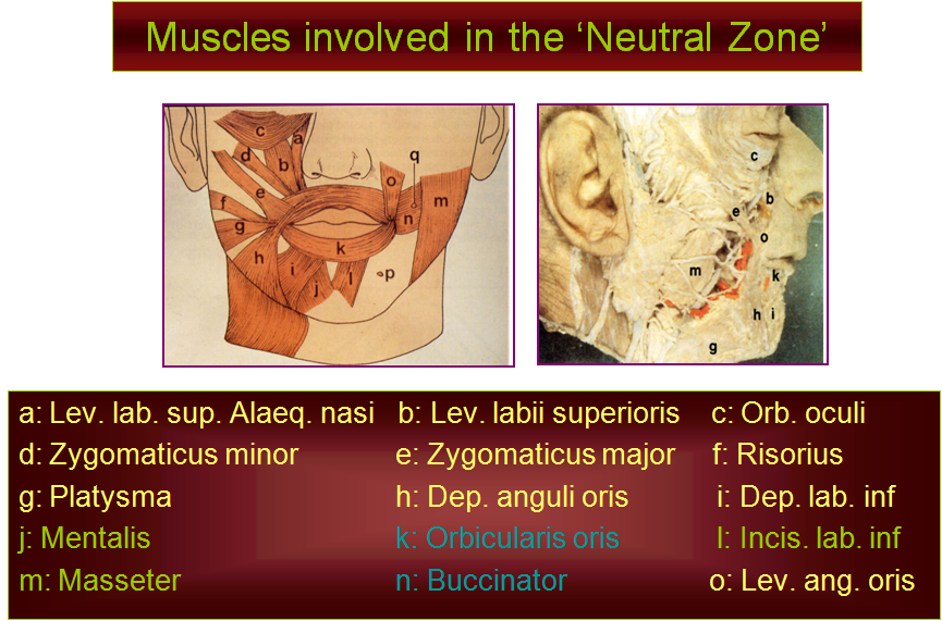 dentalaka Concept of Neutral Zone