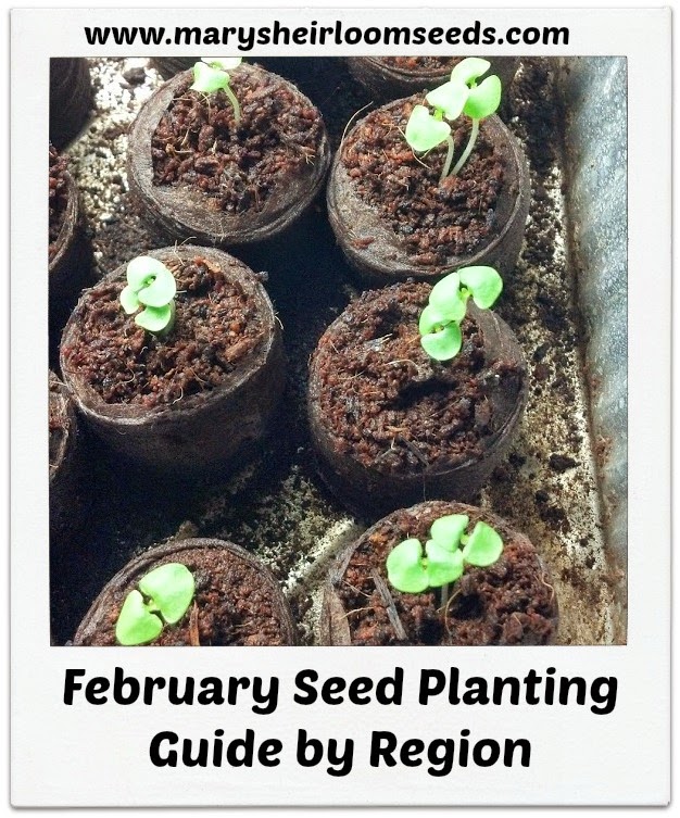 Back to the Basics! February Seed Planting Guide for the US by Region