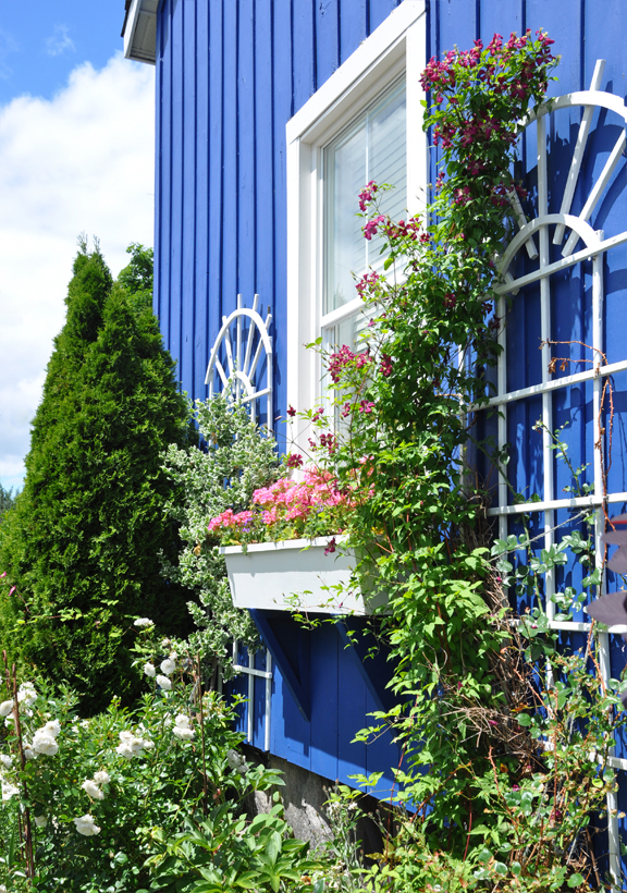 Flower Ideas for a Blue House - iScape Tips