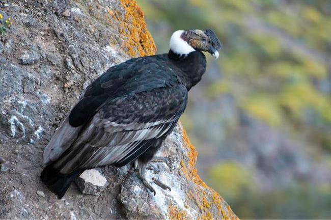 Condor kuşu