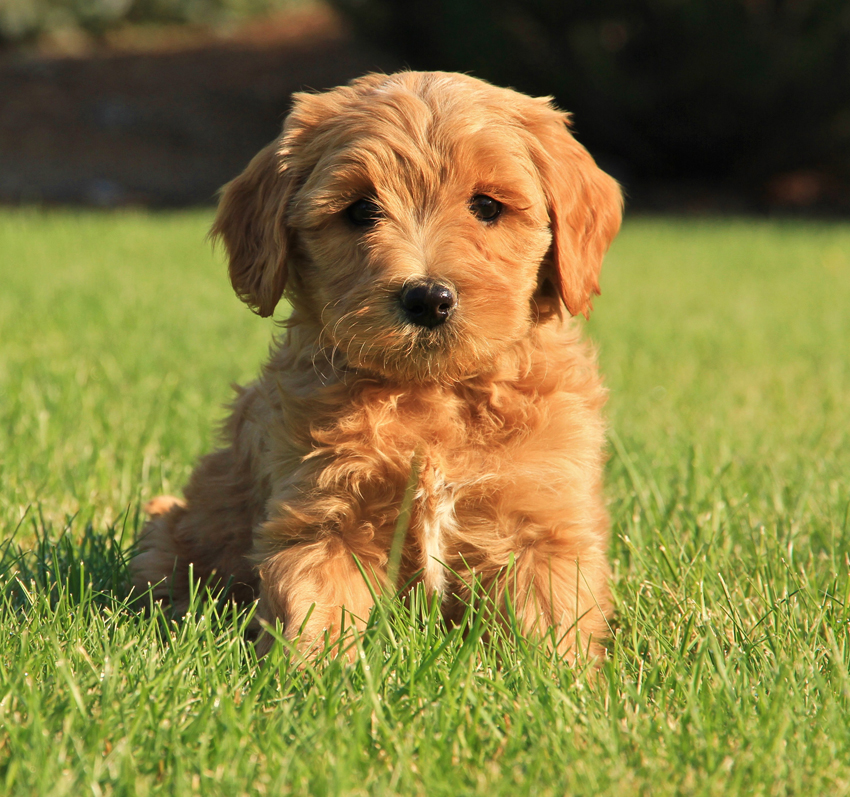 Labradoodle Dog puppy for sale near In Portugal