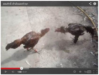Harga jual ayam bangkok di thailand lengkap gambar ayam
