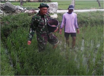 BABINSA NEWUNG BERSAMA POKTANI LAKSANAKAN PEMUPUKAN