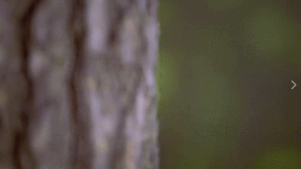 트와이스 네이처 컬렉션 움짤 & CF | 인스티즈