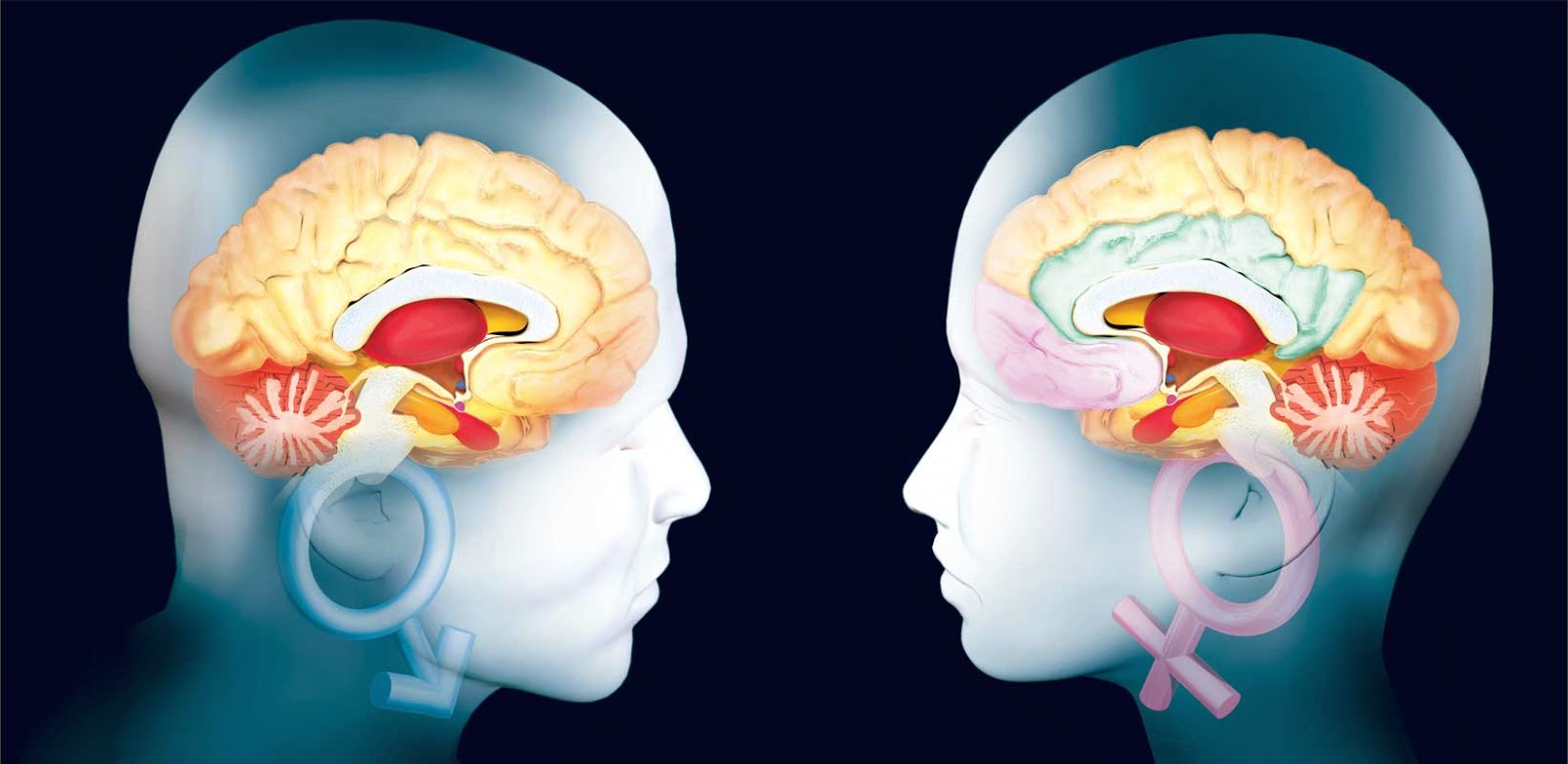 Cerebro, aprendizaje y conducta humana Cerebro, aprendizaje y conducta humana