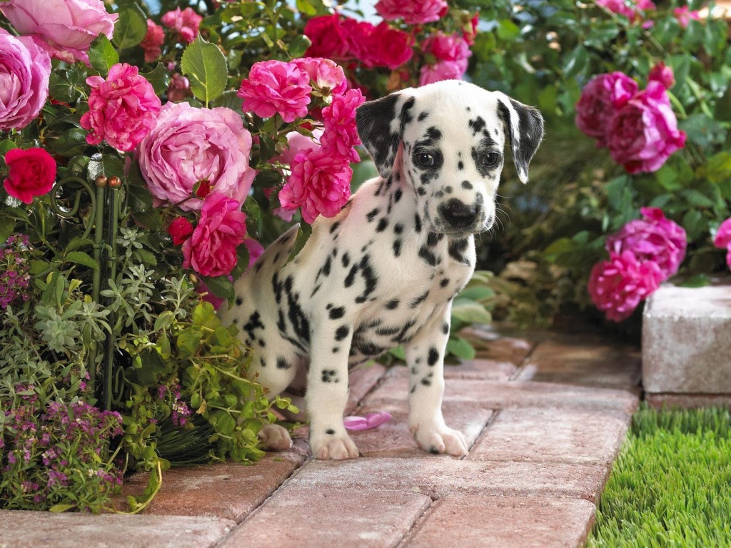 Dalmatian Puppies Wallpaper image Free HD Wallpaper