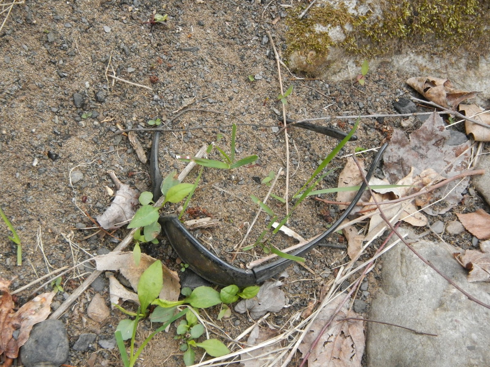 Taking Out the Trash in Eastern PA Lehigh State Park (30Apr2016)