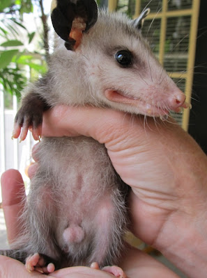 Peter Possum, The Rasch Outdoor Chronicles, Raising an opposum
