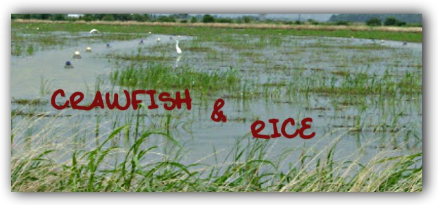 Crawfish & Rice: Pasta