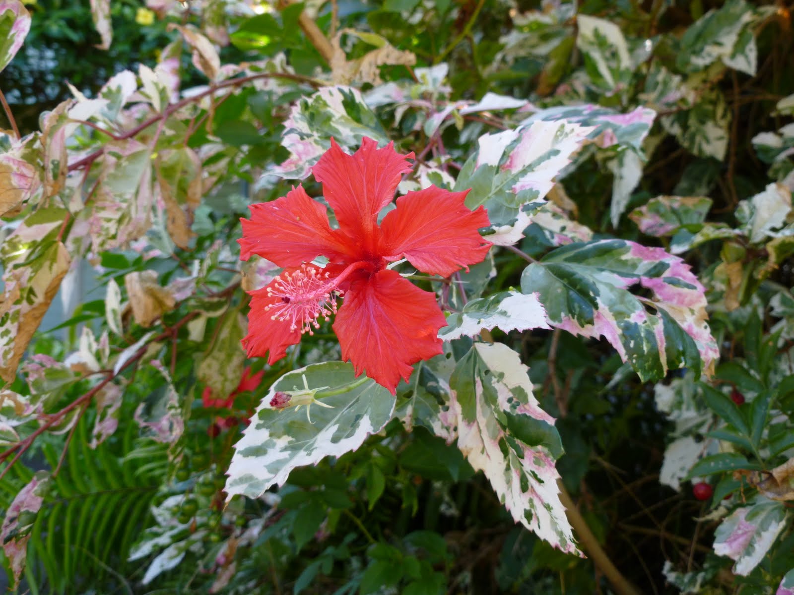 Гибискус Сноу Квин Триколор