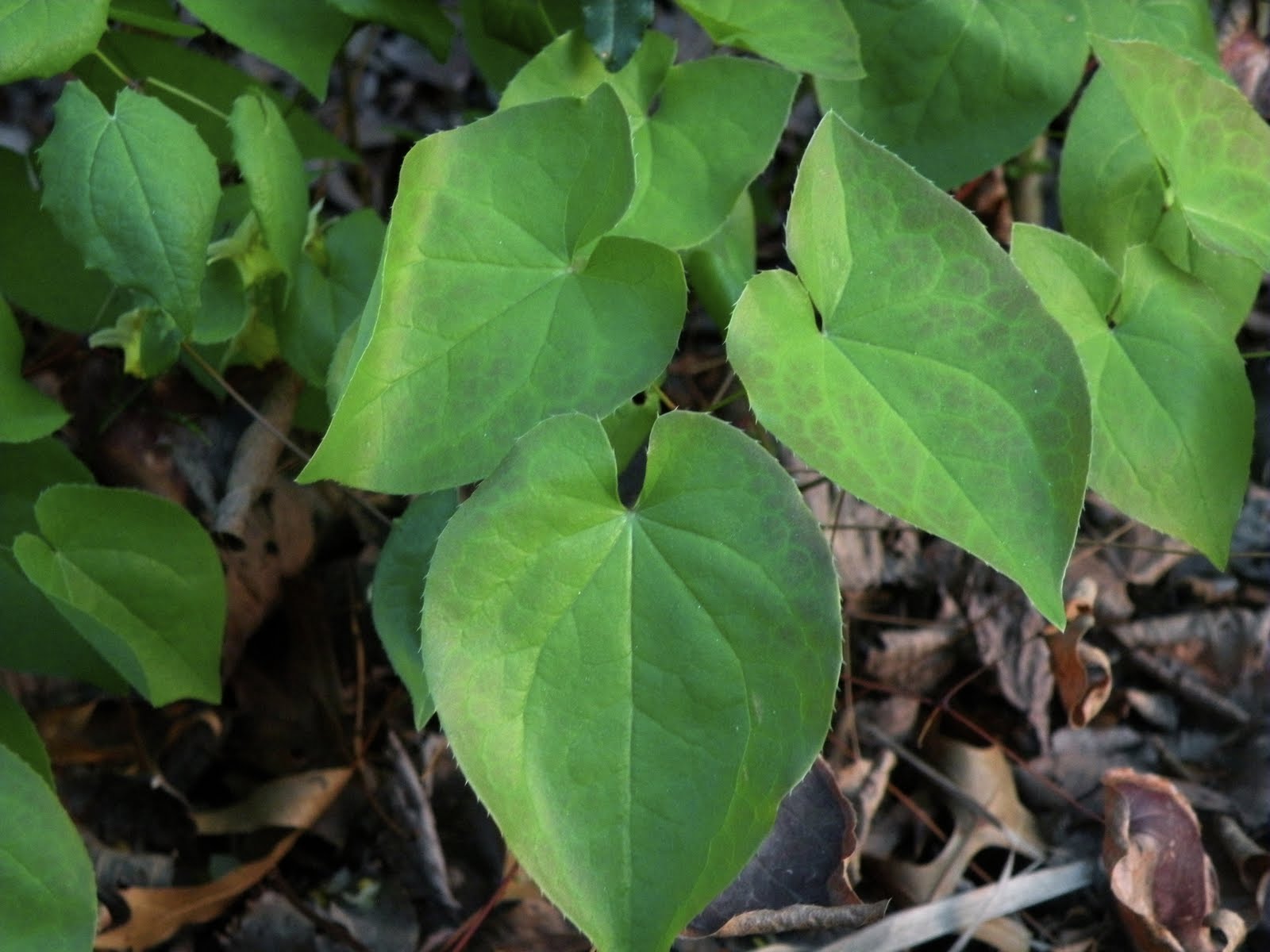 aubunique Epimedium flavum aka Barrenwort Plant brought