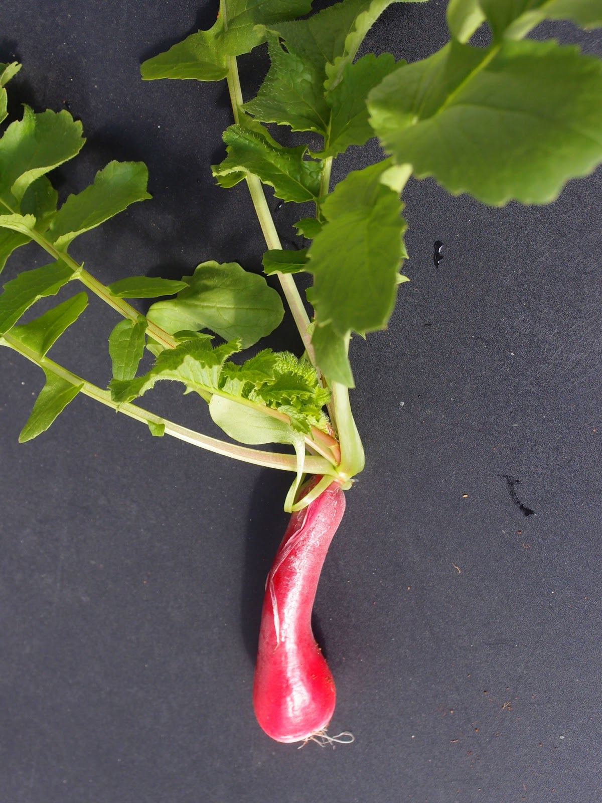 The VegHog Steamed new potatoes with radish leaf pesto