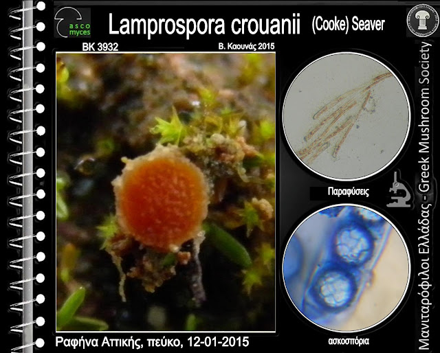 Lamprospora crouanii (Cooke) Seaver