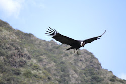 condor andean paramo molluscs barnacle moss babe termed grasslands spanish