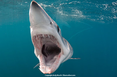 Mako shark