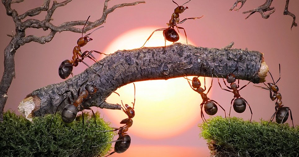 7 HEWAN DALAM KISAH KEHIDUPAN NABI DAN RASUL