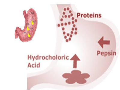 SONU ACADEMY: HUMAN DIGESTIVE SYSTEM-PART-3 TEXT