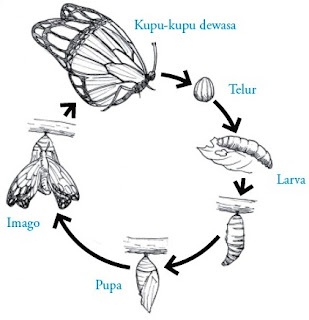 Proses metamorfosis sempurna pada Ordo Lepidoptera