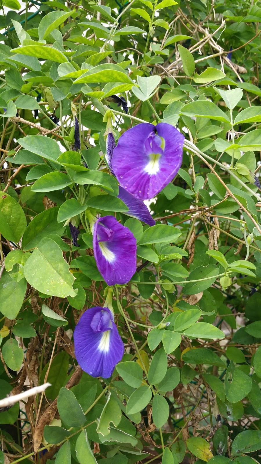 Xing Fu WHAT TO DO WITH BUTTERFLY PEA FLOWERS BUNGA  TELANG  