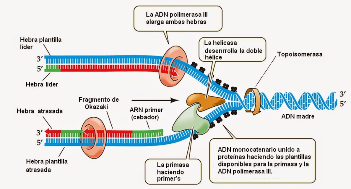 Apuntes De Biotecnología Estructura De Los Cromosomas Replicación Del