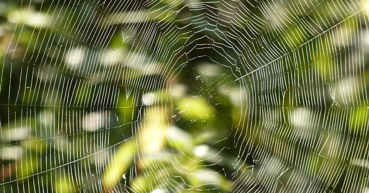 Fliederbaum: herbstlicher Marmorguglhupf mit Kürbiskernöl und Kürbiskernen