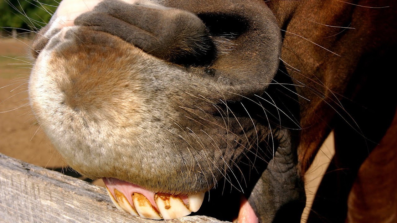 Why Horses Eat Wood Horse Choices