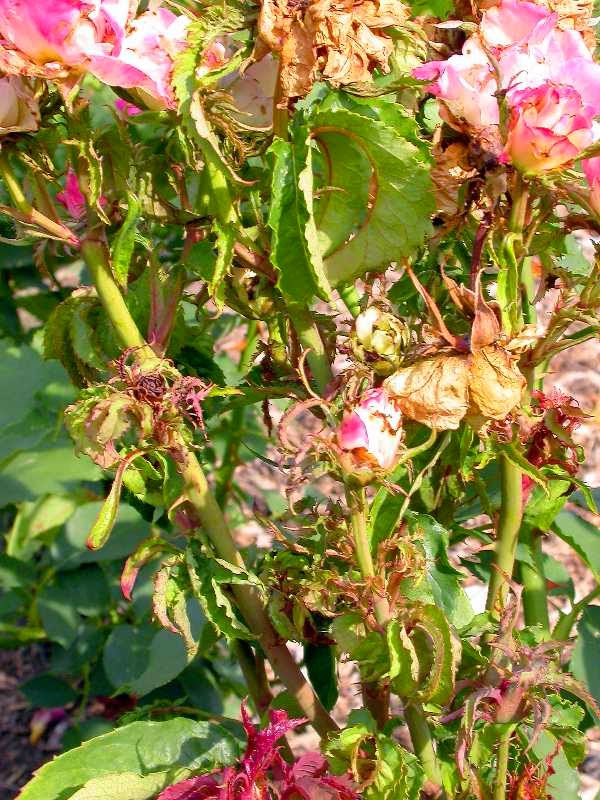 tarim siteniz gul hastaliklari